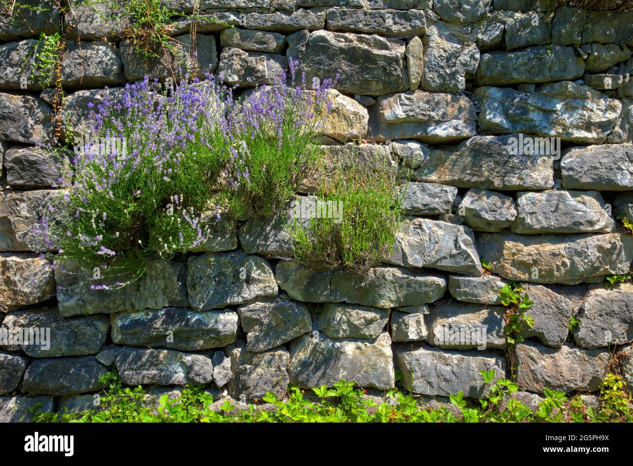 Dry stone wall garden hi-res stock photography and images - Alamy