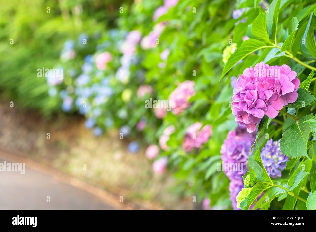 Ajisai High Resolution Stock Photography And Images Alamy