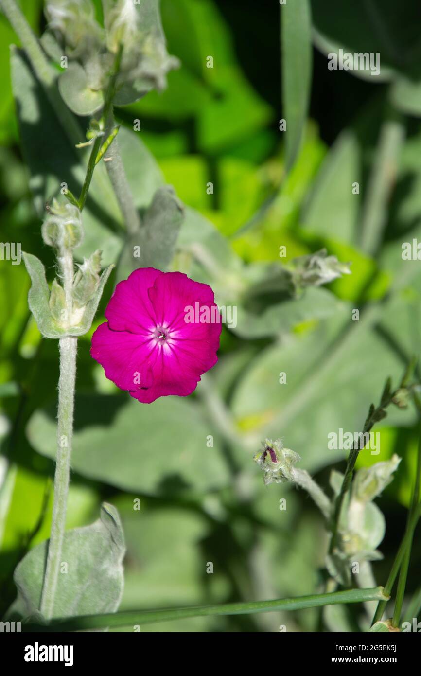 magenta flowers of Lychnis coronaria syn. Silene coronaria in full