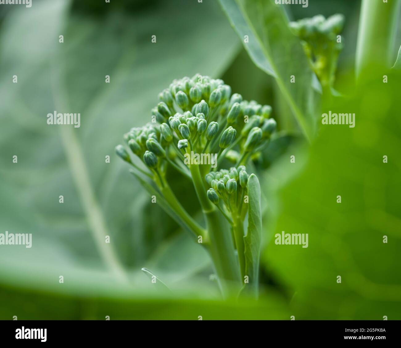 Broccoli tenderstem garden hires stock photography and images Alamy