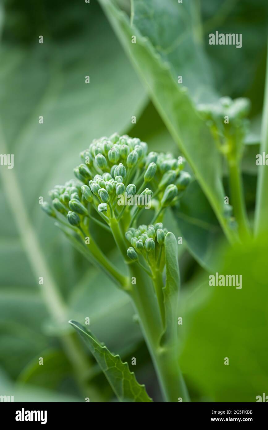 Broccoli tenderstem hires stock photography and images Alamy