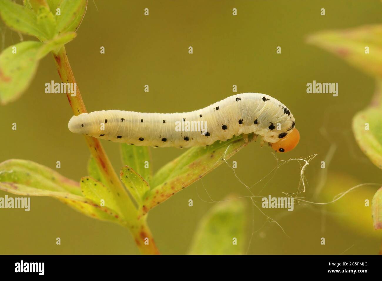 Closeup of the caterpillar of the sawfly, Tenthredo zona Stock Photo