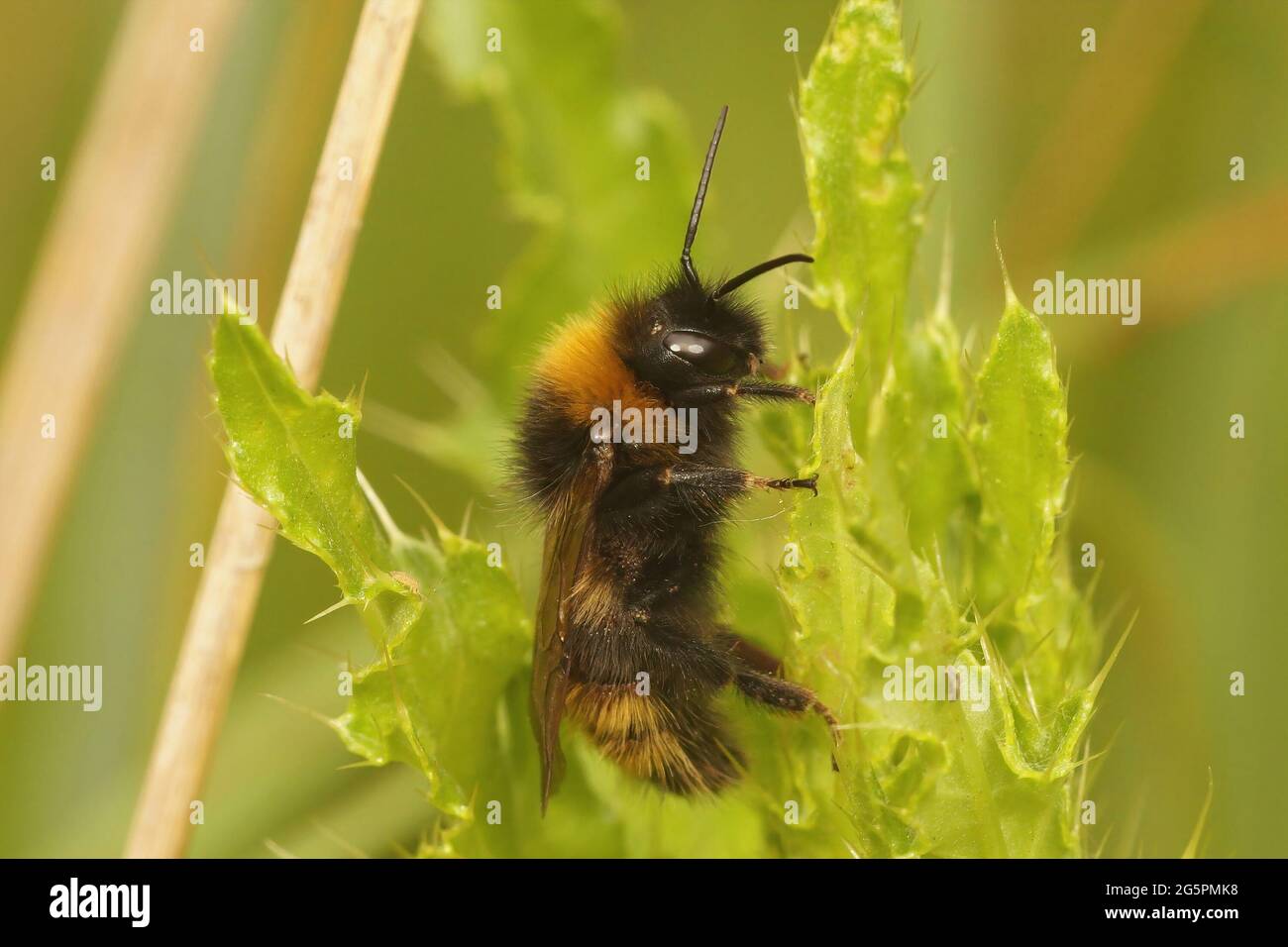 Closeup on a male of the Field cuckoo-bee, Bombus campestris among green vegetation Stock Photo