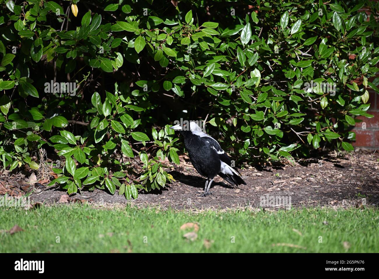 An Australian magpie standing alone beside a bright green bush, the bird's eye shining in the sunlight Stock Photo