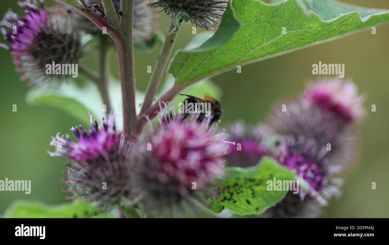 Natural World - Close-up of a Shrill- carder bee / Bombus sylvarum foraging on a purple-flowered Lesser burdock / Arctium minus Stock Photo