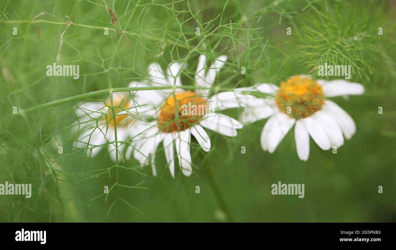 Close-up of Shasta Daisies through a network of Ferny foliage Stock Photo