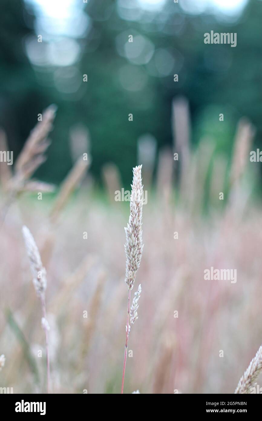 Tall fescue grass in the early morning hours before sunrise Stock Photo