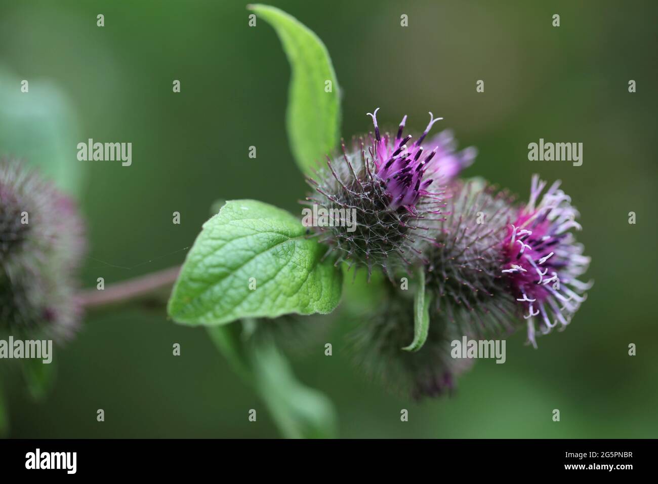 Natural World - Close-up of a Shrill- carder bee / Bombus sylvarum foraging on a purple-flowered Lesser burdock / Arctium minus Stock Photo