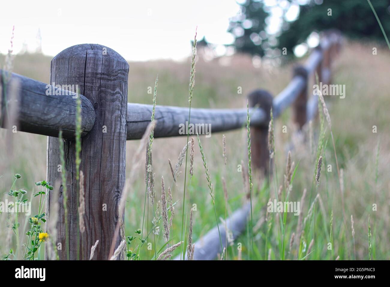 Wood fence line disappearing up the overgrown grassy hillside Stock Photo