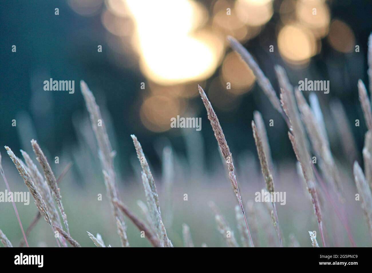 Tall fescue in an open field at sunrise Stock Photo