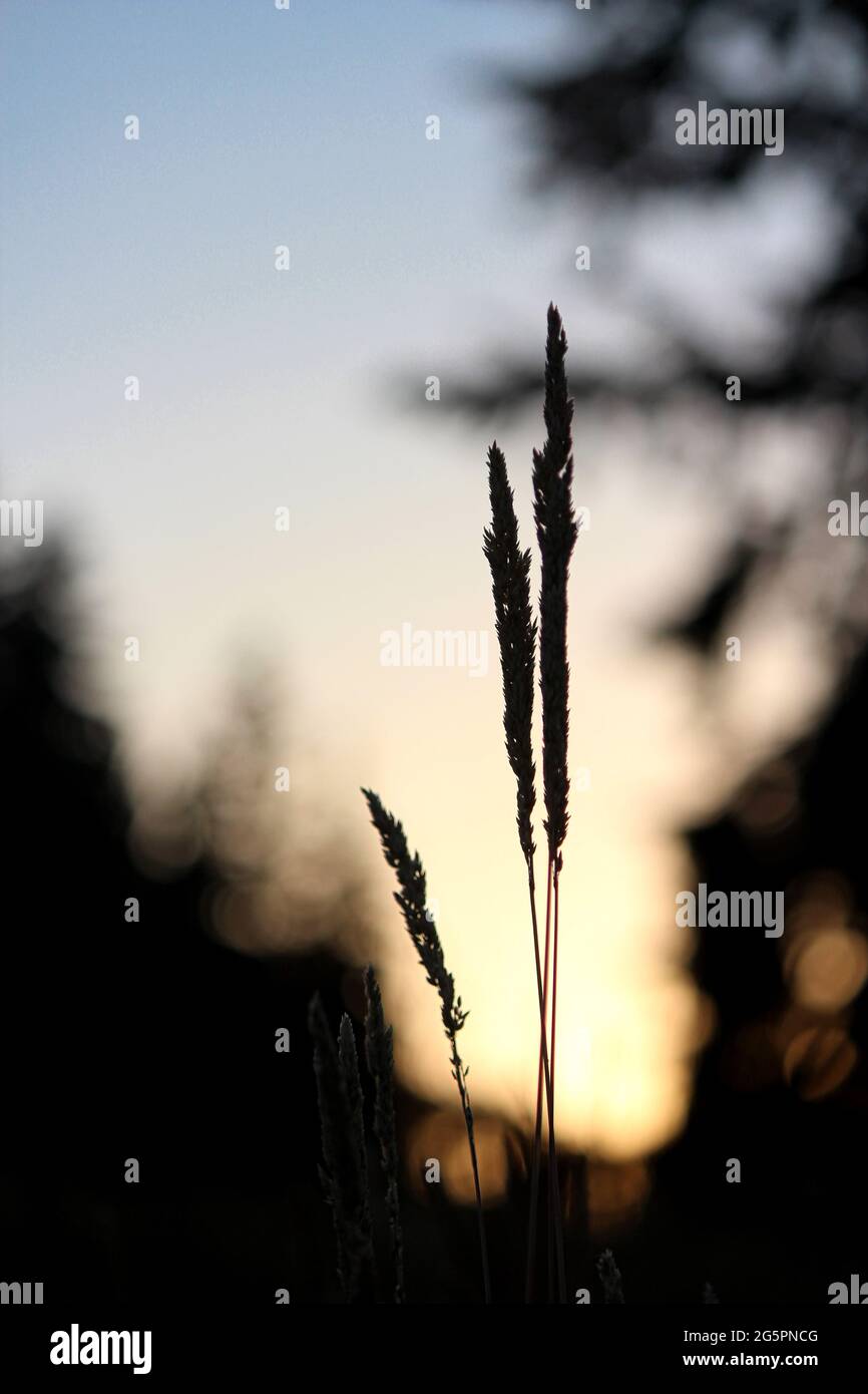 Silhouette of tall fescue at sunrise Stock Photo