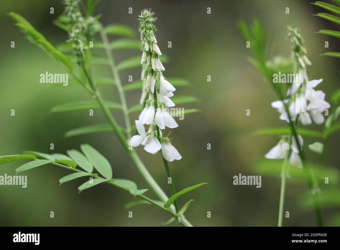 Close-up of White-flowering Goats Rue / Galega officinalis L. Stock Photo