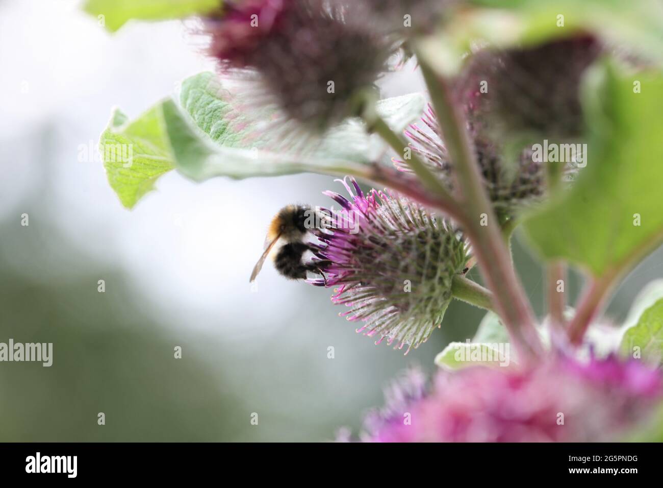 Natural World - Close-up of a Shrill- carder bee / Bombus sylvarum foraging on a purple-flowered Lesser burdock / Arctium minus Stock Photo