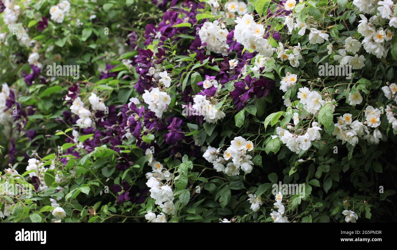 Old English Romantic Gardens Closeup of white rambling roses