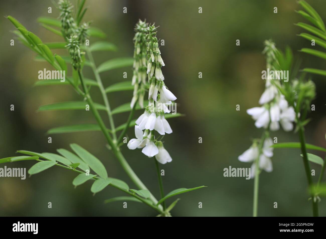 Close-up of White-flowering Goats Rue / Galega officinalis L. Stock Photo