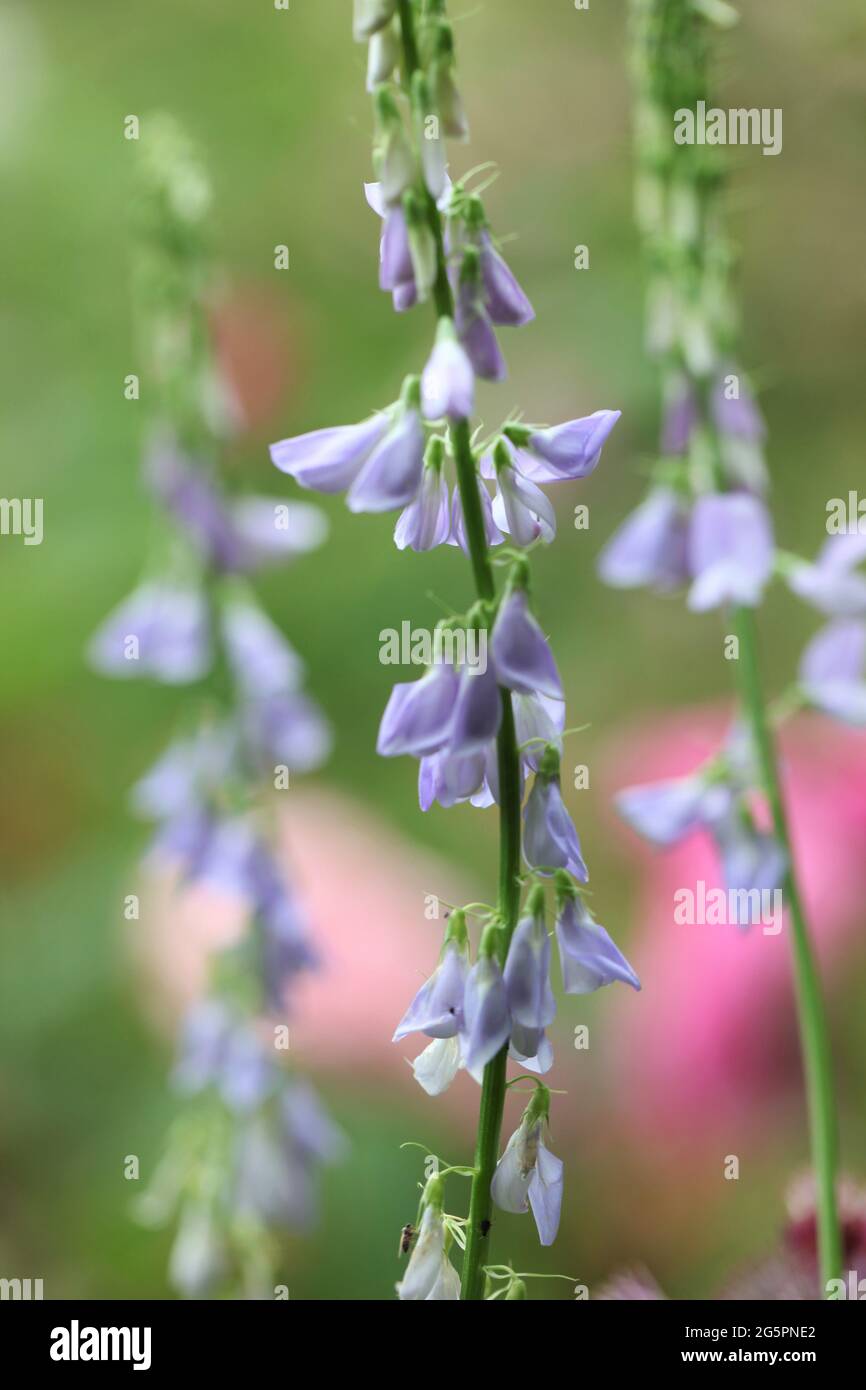 Close-up of Wildflower Goats Rue / Galega officinalis growing in a summer meadow Stock Photo