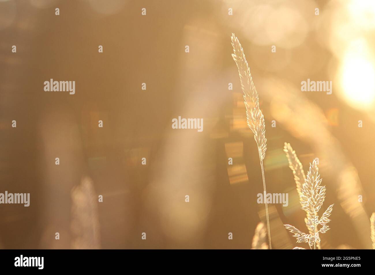 Glowing tall fescue grass at golden hour Stock Photo