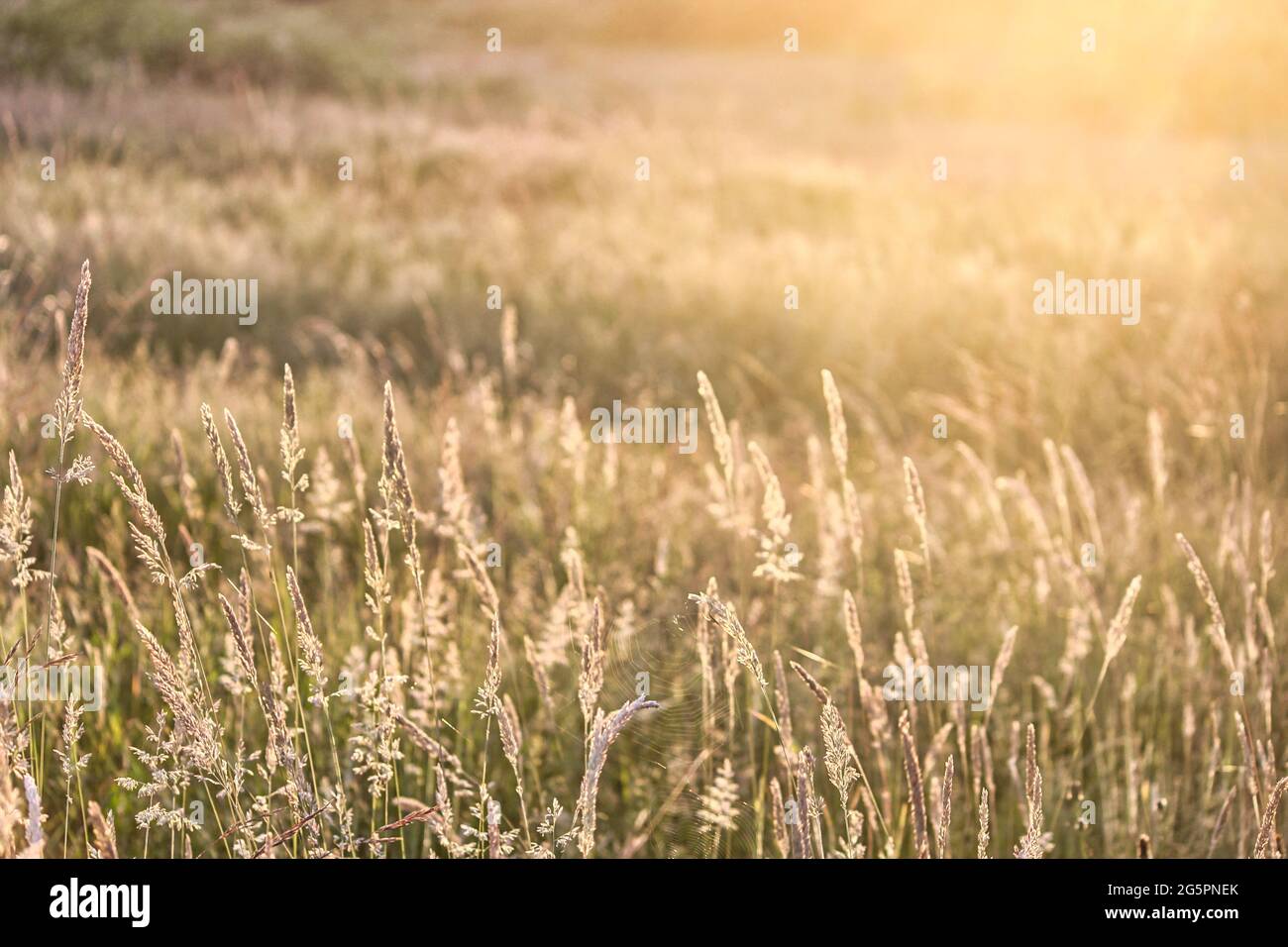 Field of tall fescue grass at golden hour Stock Photo
