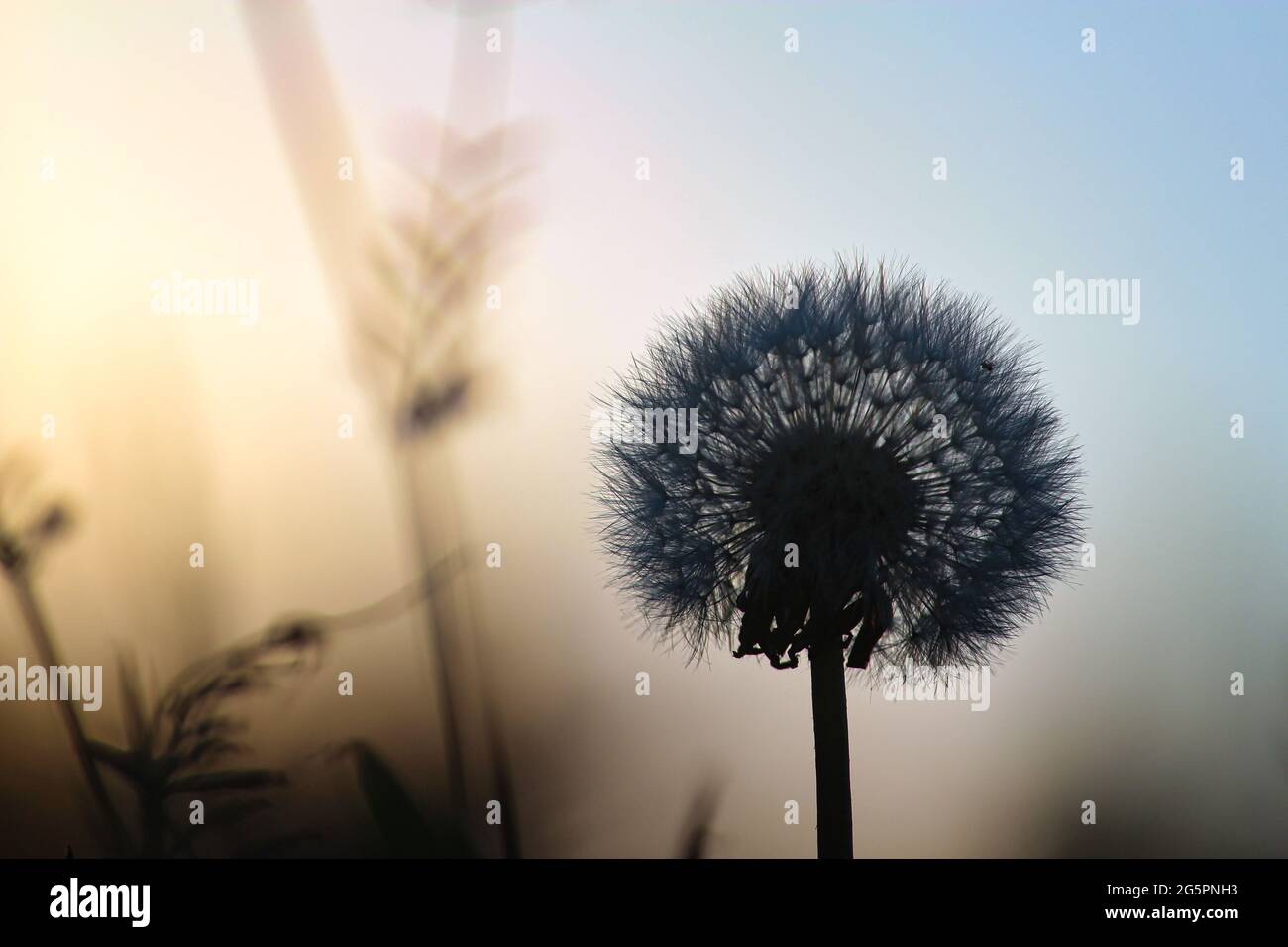 Silhouette of dandelion at the golden hour Stock Photo