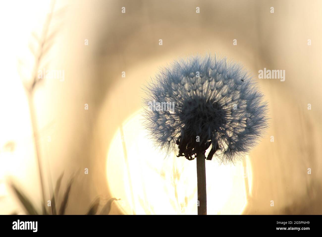 Dandelion at sunrise Stock Photo