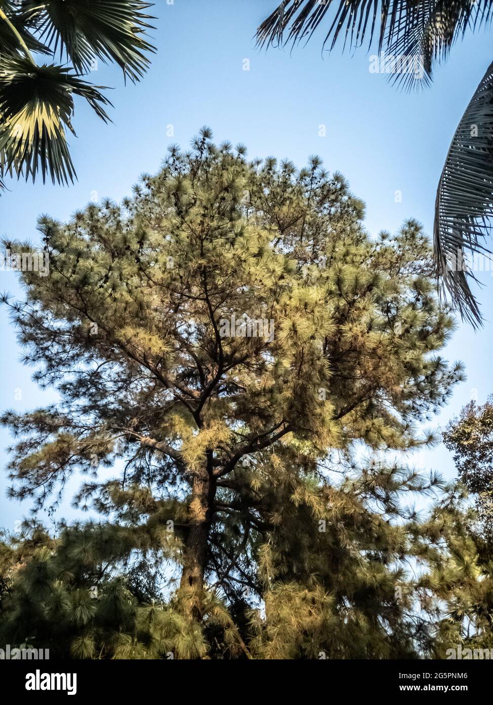 Vertical shot of tall trees in a forest Stock Photo - Alamy