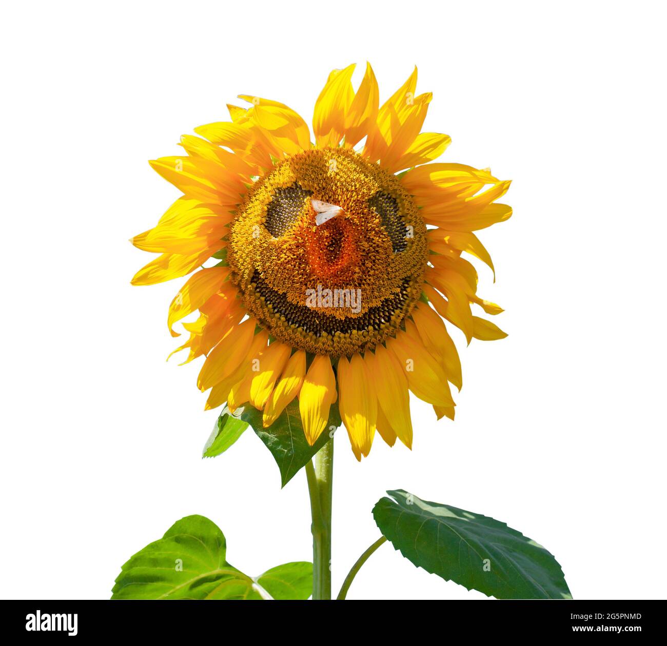 Funny Sunflower High Resolution Stock Photography And Images Alamy Funny Sunflower High Resolution Stock Photography And Images Alamy