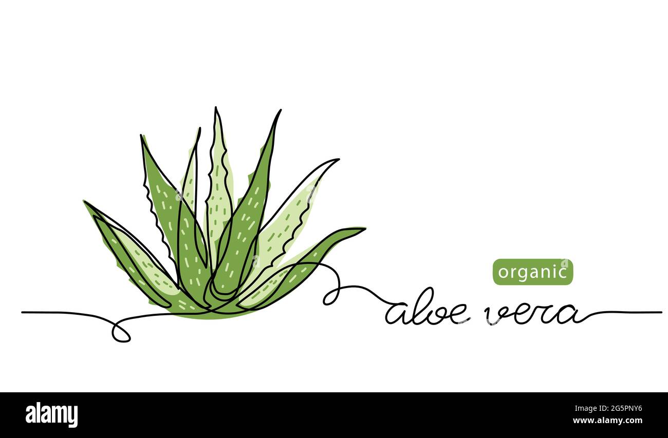Aloe vera sketch, simple vector background, design. One continuous line drawing art illustration with lettering organic aloe Stock Vector Image & Art - Alamy