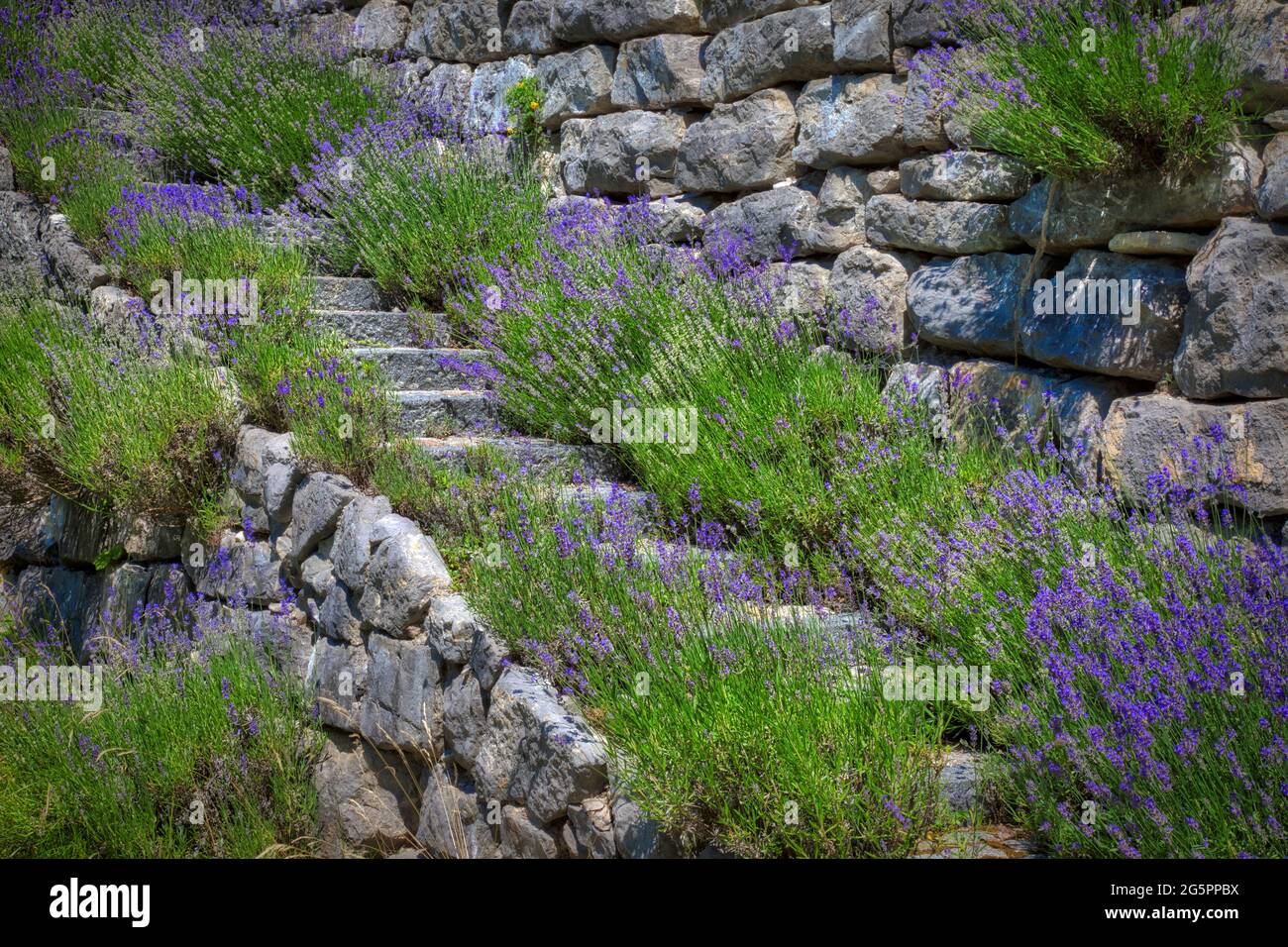 DE - BAVARIA: Lavender (Lavandula angustifolia) along garden steps Stock Photo