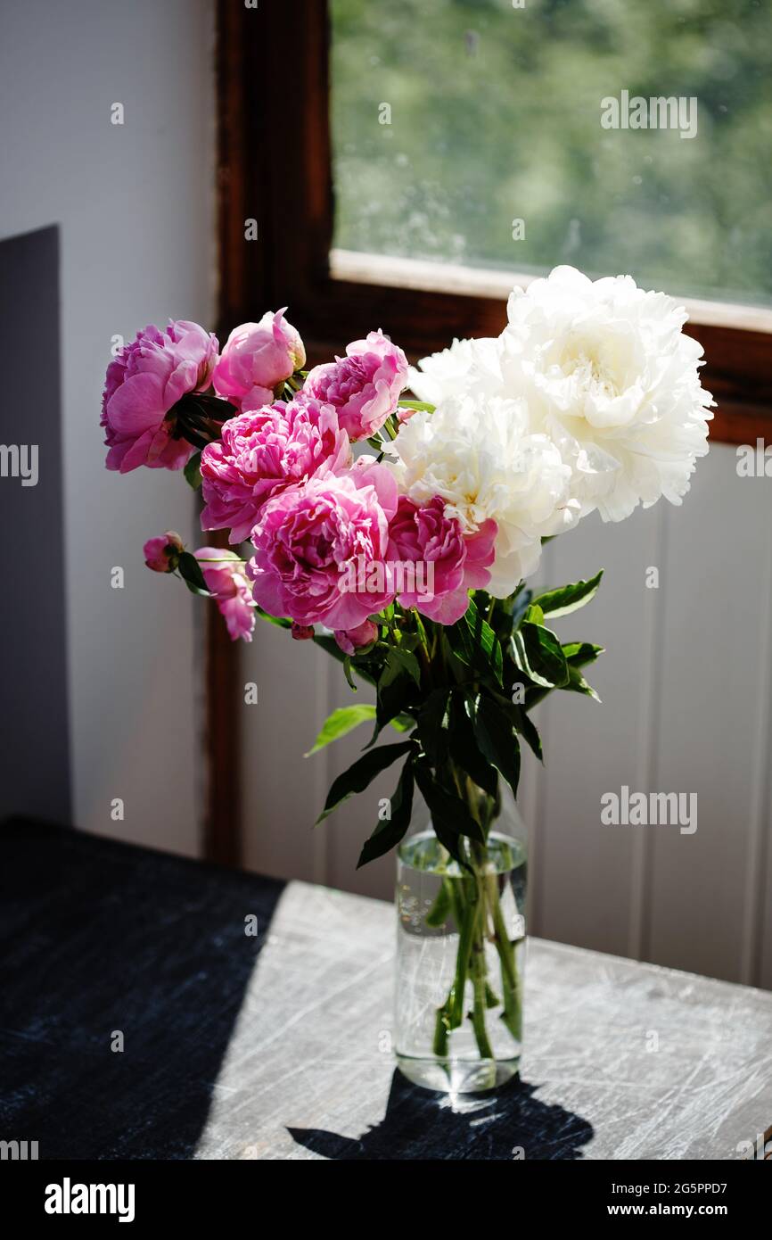 Flower bouquet of pink and white fresh peony flowers in a vase in ...