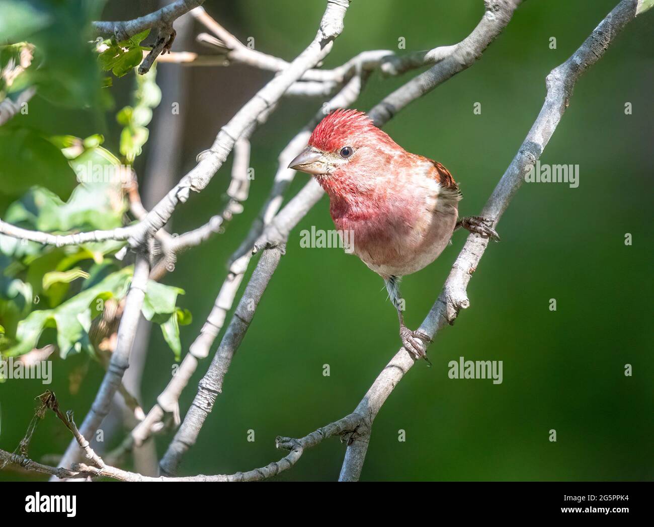 Purple Finch Stock Photo