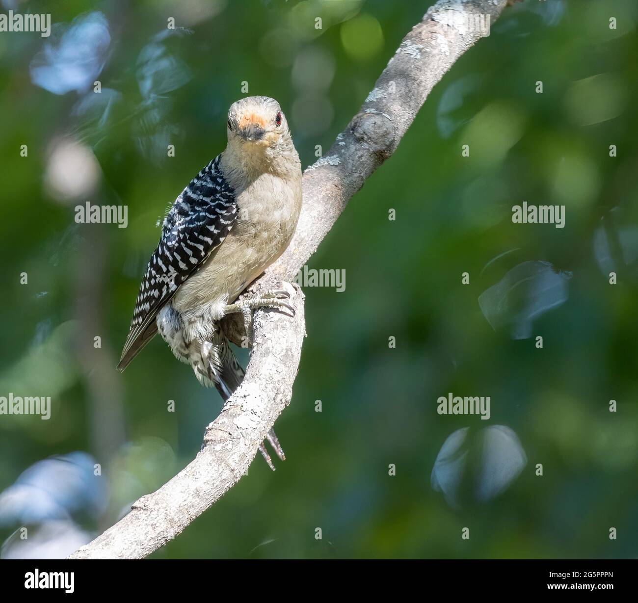 Red Bellied Woodpecker ( Melanerpes carolinus ) perched on a branch Stock Photo