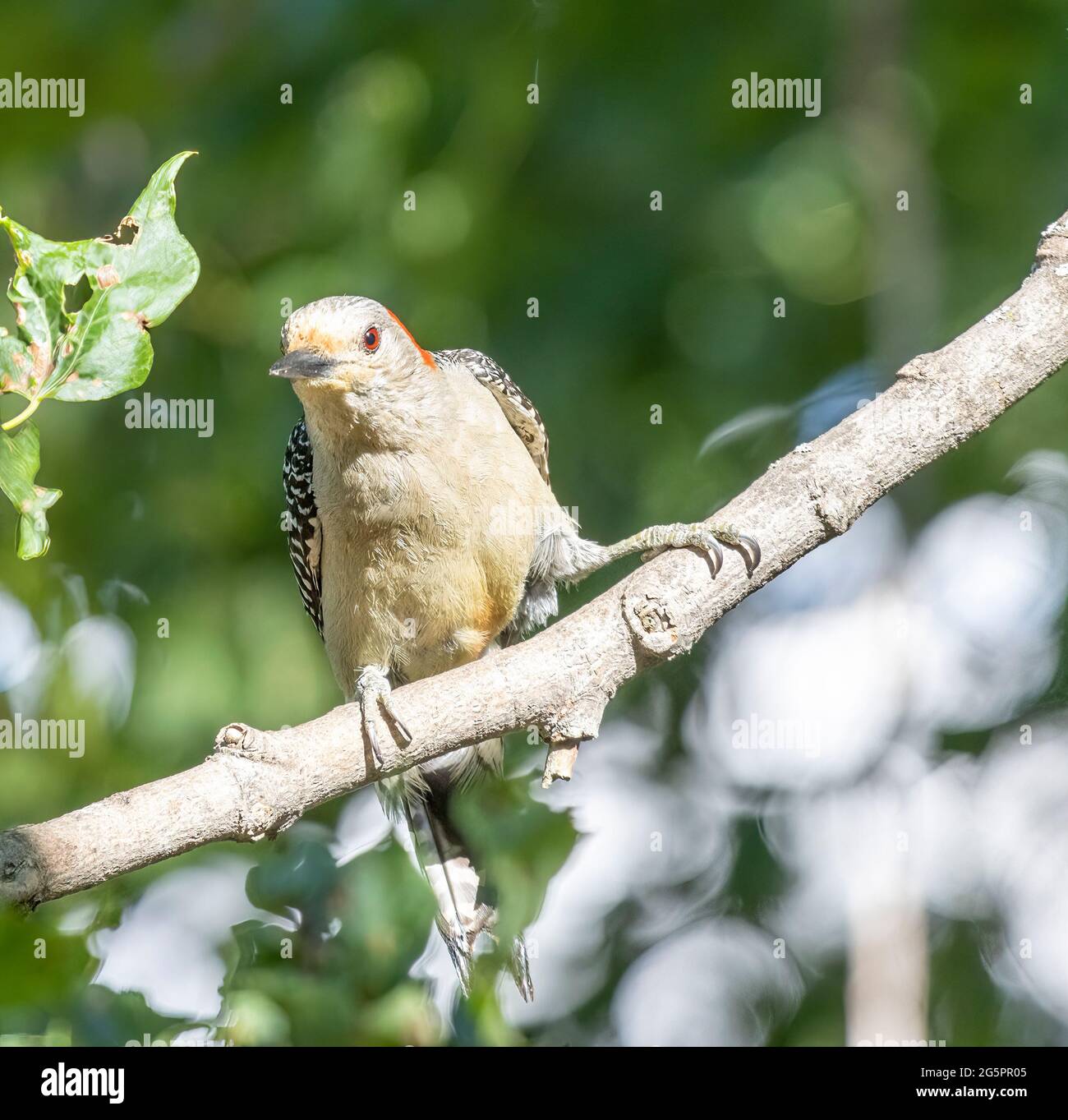 Red Bellied Woodpecker ( Melanerpes carolinus ) perched on a branch Stock Photo