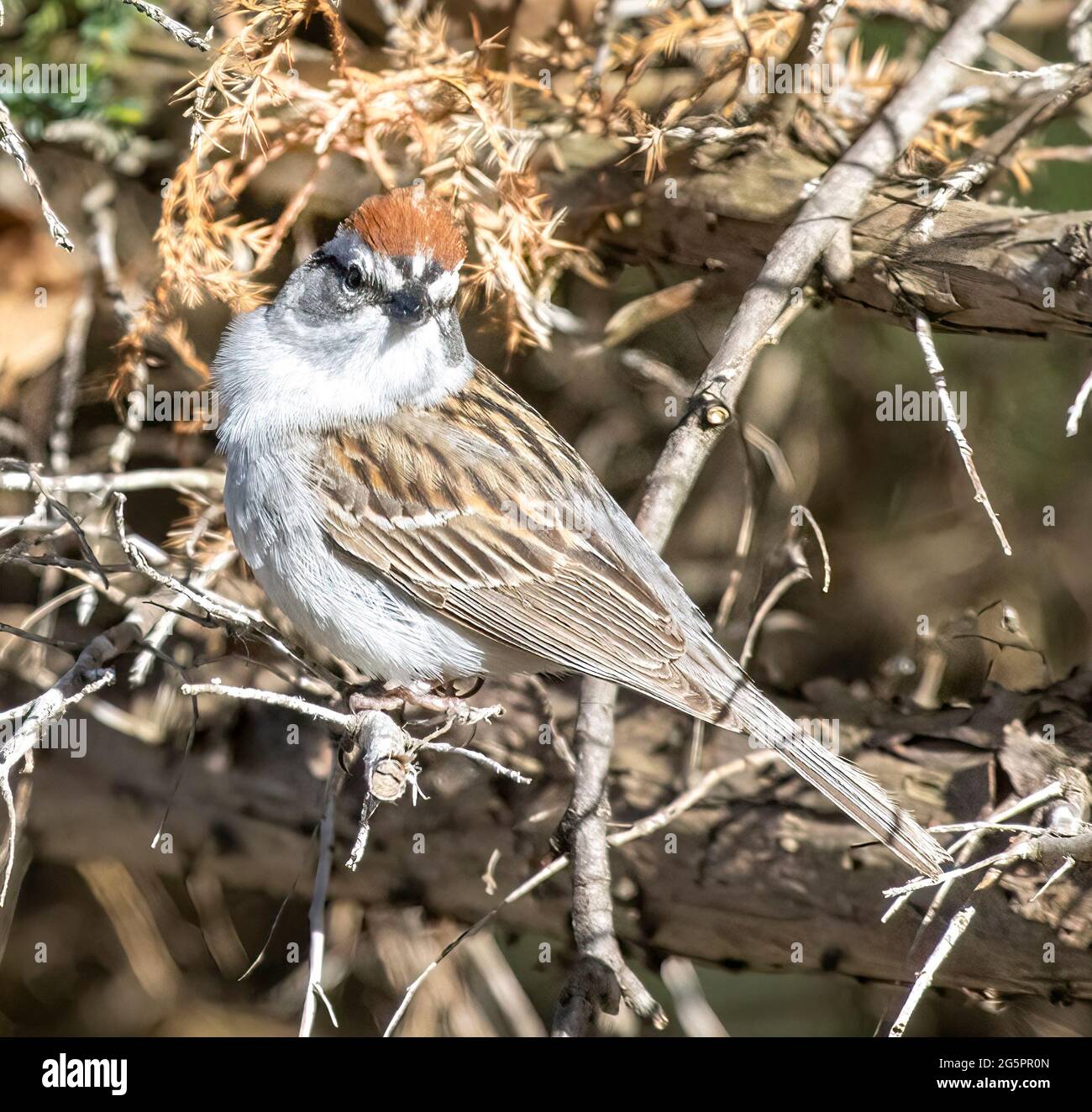 Chipping Sparrow Perched on Branch Side View Looking at Camera. Spizella Passerina Stock Photo