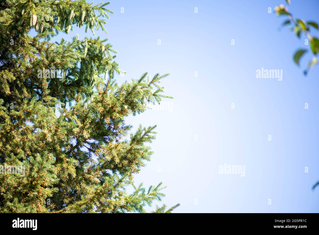 fragment of green spruce and blue sky Stock Photo