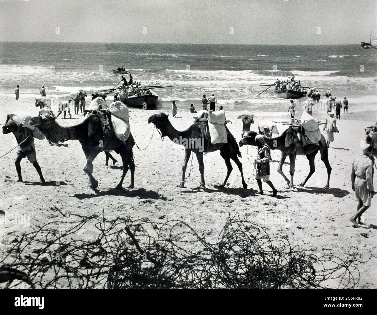 Palestinian Refugees In The Gaza Strip On Beach Near Gaza Camels Refugees Unloading Bags Of Flour That Un Relief & Works Agency (unrwa) Shipped On Small Freighter Stock Photo