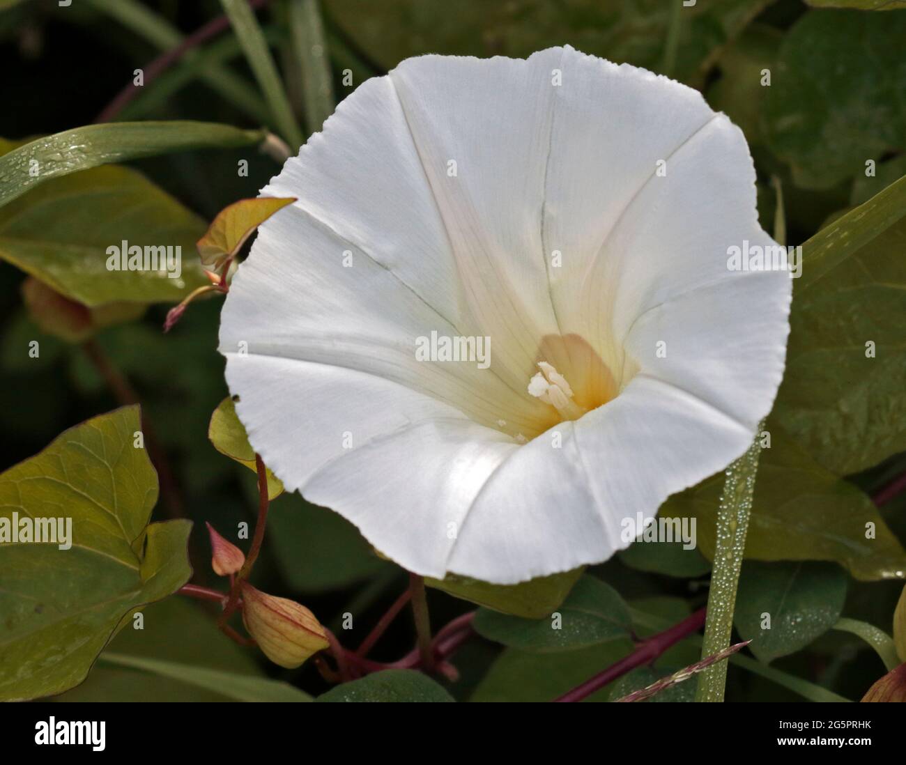 White Wild Convolvolus Stock Photo