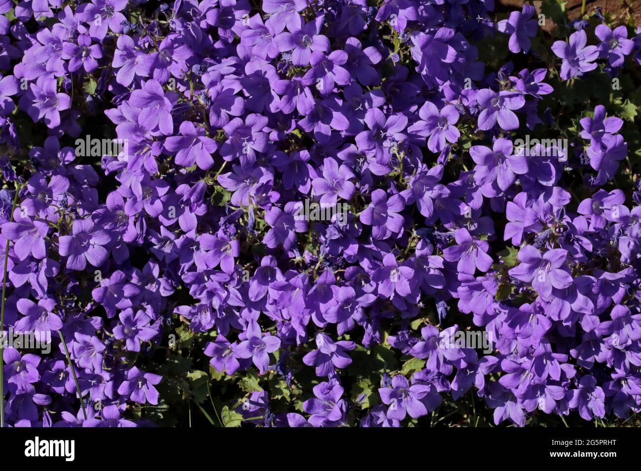 Purple Campanula Stock Photo