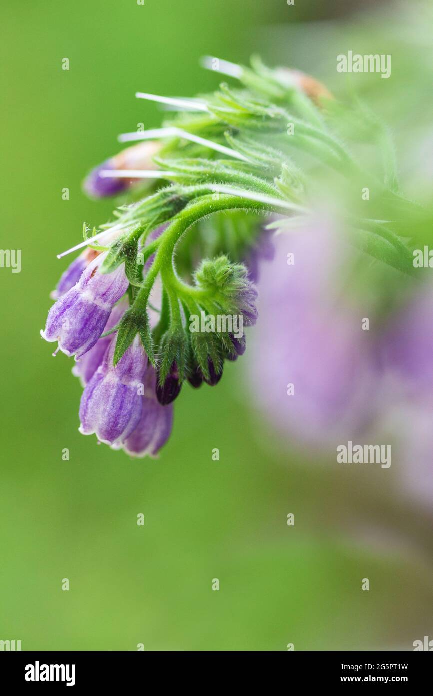 This comfrey plant (Symphytum officinale (LINN.) ) in profile exhibits its characteristic one-sided clusters with drooping bell-shaped flowers. Stock Photo
