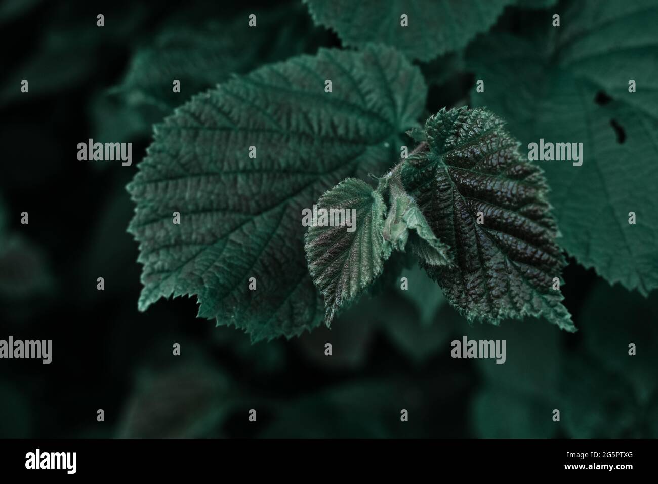 Closeup shot tree leaf hi-res stock photography and images - Alamy