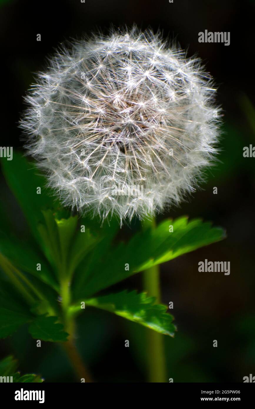 Dandelion In Sunlight Stock Photo