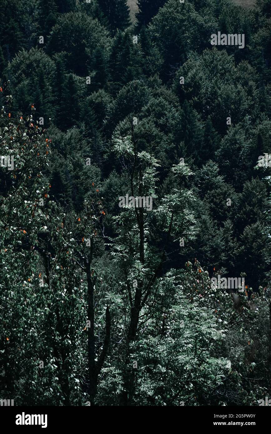 Eerie scenery of an enchanting forest with tall thick trees on a gloomy ...