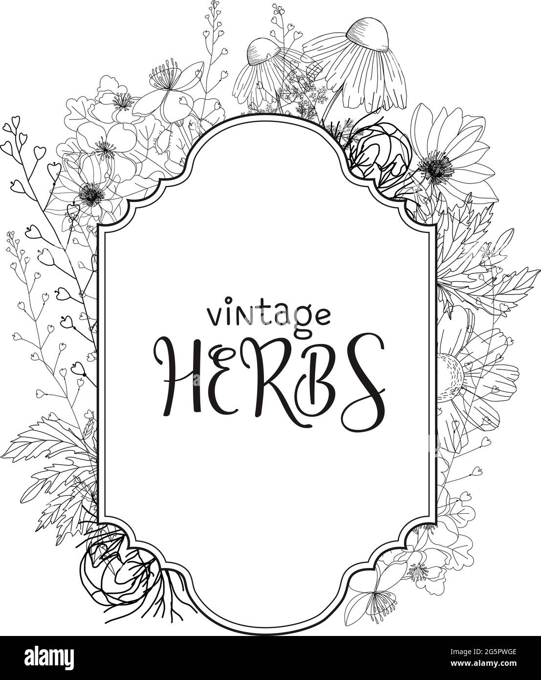 Template card with medicinal herbs. vector template. Wild medicinal ...