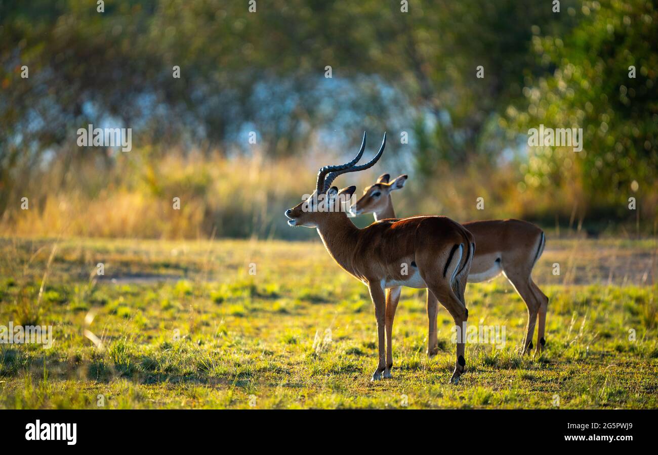 Two impalas resting near the Mara River. Stock Photo