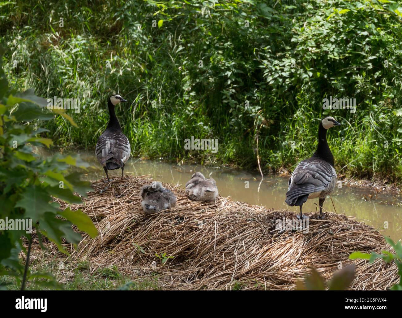 a nest with young geese Stock Photo Alamy
