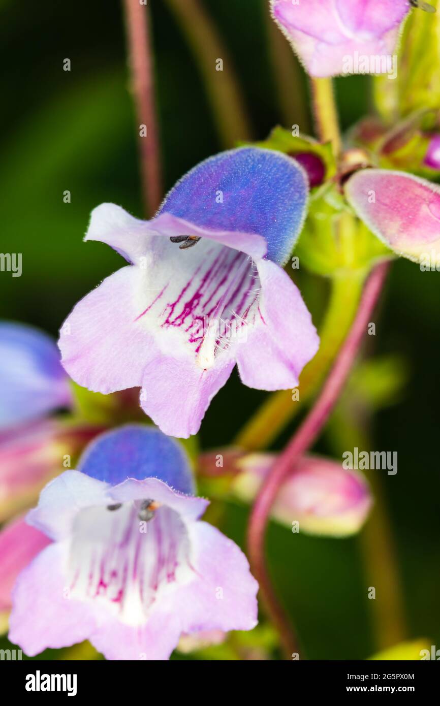 Macro Penstemon flower showing stamen Stock Photo