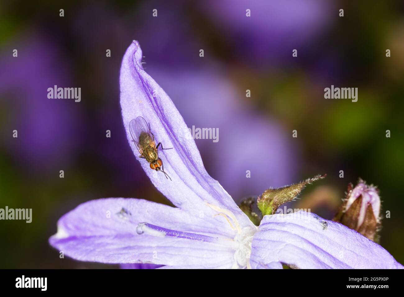Fruit fly on purple Campanula Poscharskyana flower petal. Macro. Stock Photo