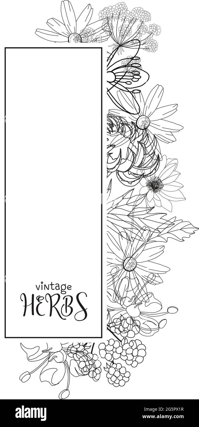 Template card with medicinal herbs. vector template. Wild medicinal ...