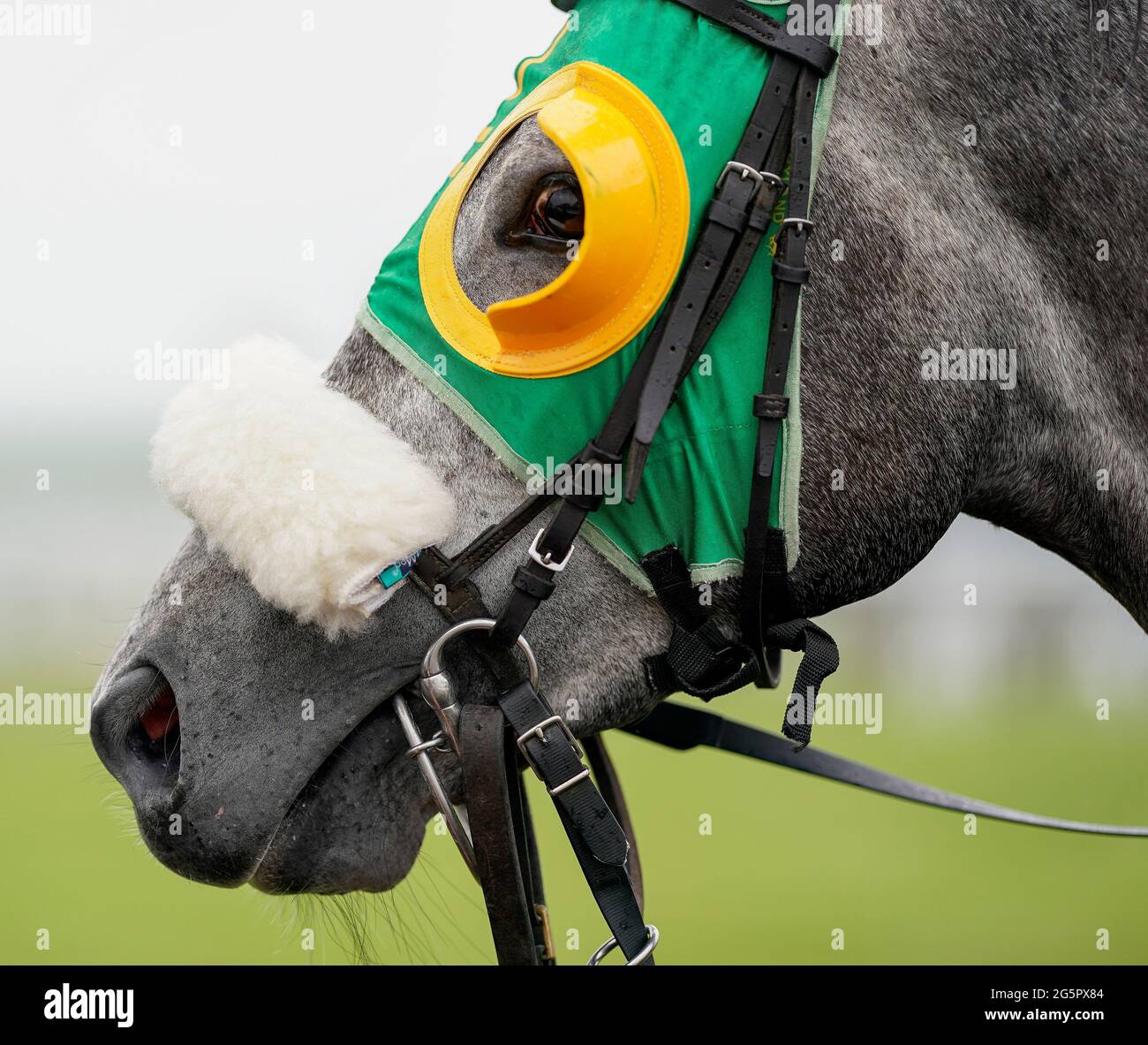 Blinkers horse blinkers hires stock photography and images Alamy