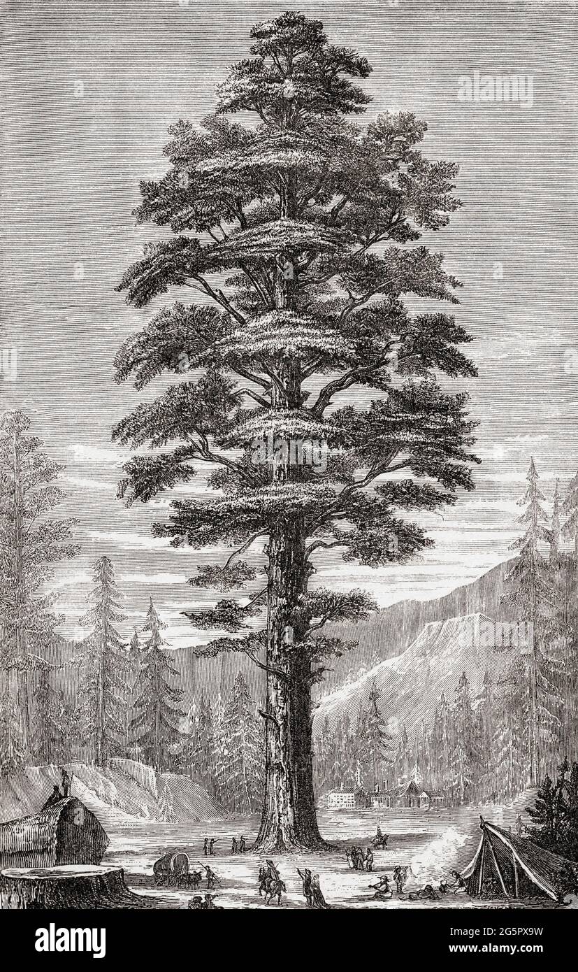 110+ Redwood Tree Drawing Stock Illustrations, Royalty-Free Vector Graphics  & Clip Art - iStock