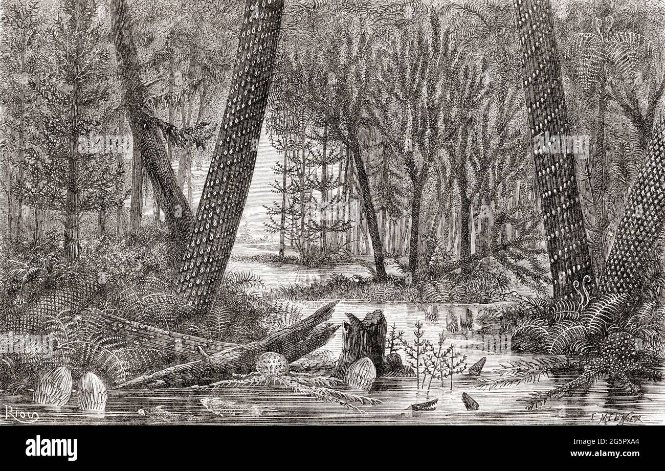 Imaginary view of a forest of the Carboniferous or coal age.  From The Universe or, The Infinitely Great and the Infinitely Little, published 1882. Stock Photo